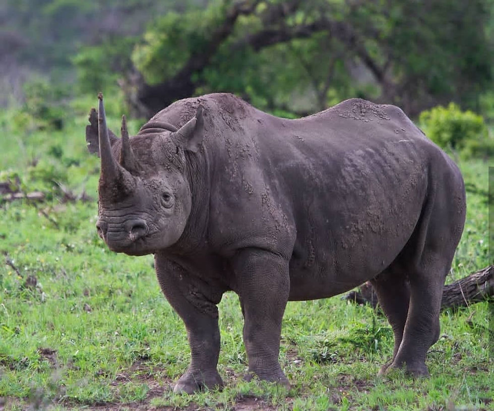 rhino, rhinoceros, black rhino,