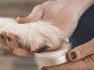The importance of Paw balm