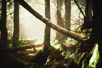 2022_5_18_North Carolina Camping-17.jpg