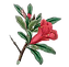 nar çiçeği.webp