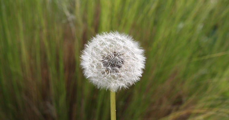 pissenlit en fleur faites un voeux
