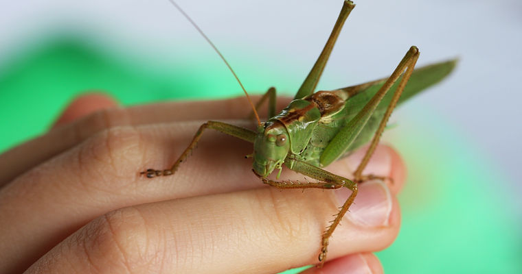 sauterelle verte sur la main d'un enfant et regardant bien droit dans la caméra