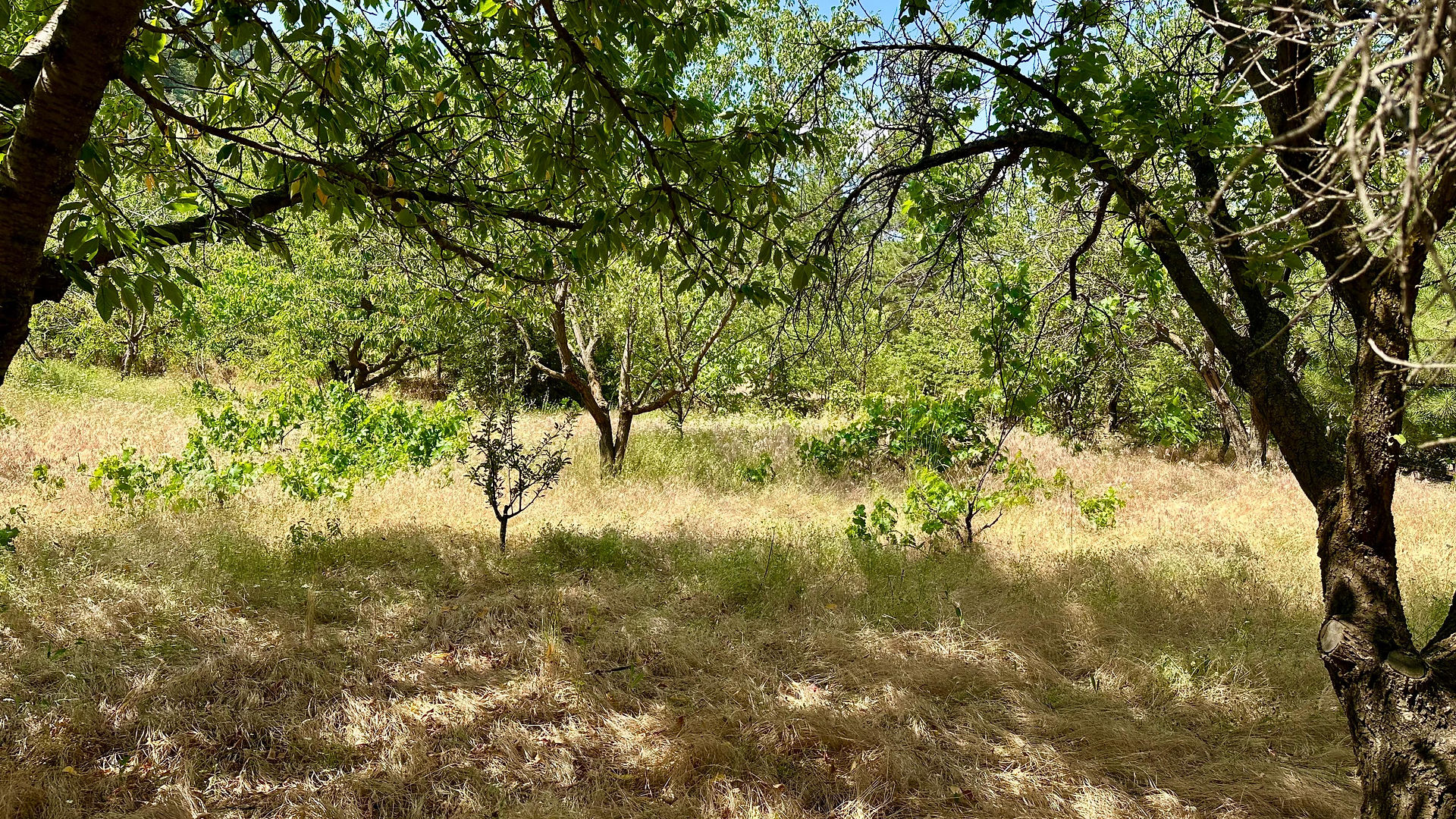 Uzunlar Emlak'tan şehrin gürültüsünden uzak, ancak tüm olanaklarına yakın konumda yer alan bu 1915 m² büyüklüğündeki bahçe; hem yaşam hem yatırım arayanlar için ideal bir fırsat sunuyor.