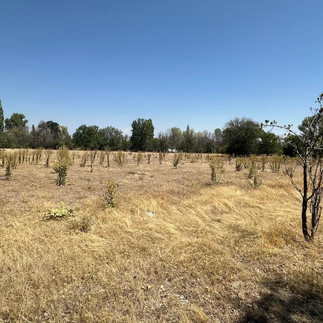 Uzunlar Emlak'tan; Afyonkarahisar merkeze sadece 8 km mesafede, Salar merkezde konumlanan bu 4.500 m² büyüklüğündeki tarla; hem yatırım hem de uzun vadeli değerlendirme düşünenler için dikkat çeken bir fırsat sunuyor. Doğayla iç içe, geniş ve ferah yapısıyla öne çıkan arazi; çevresindeki yeşil dokusu, ağaçlık alanları ve sakin atmosferiyle şehirden uzaklaşmadan nefes alabileceğiniz bir konumda yer alıyor.