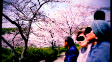 花見in岳ノ木場公園