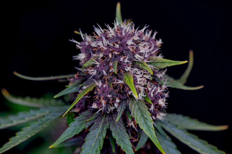 La canapa viola è canapa abbronzata?