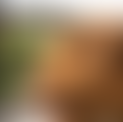 Highland Cattle as one of Scotland’s original animals