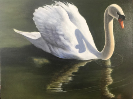 Morning Swan