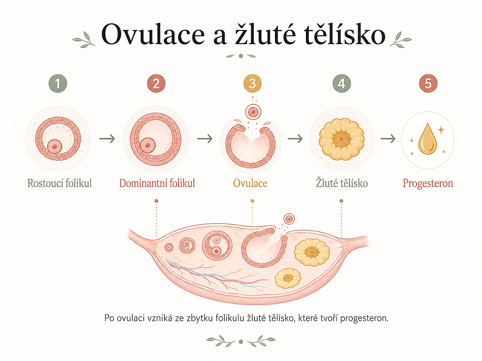 Ovulace a žluté tělísko
