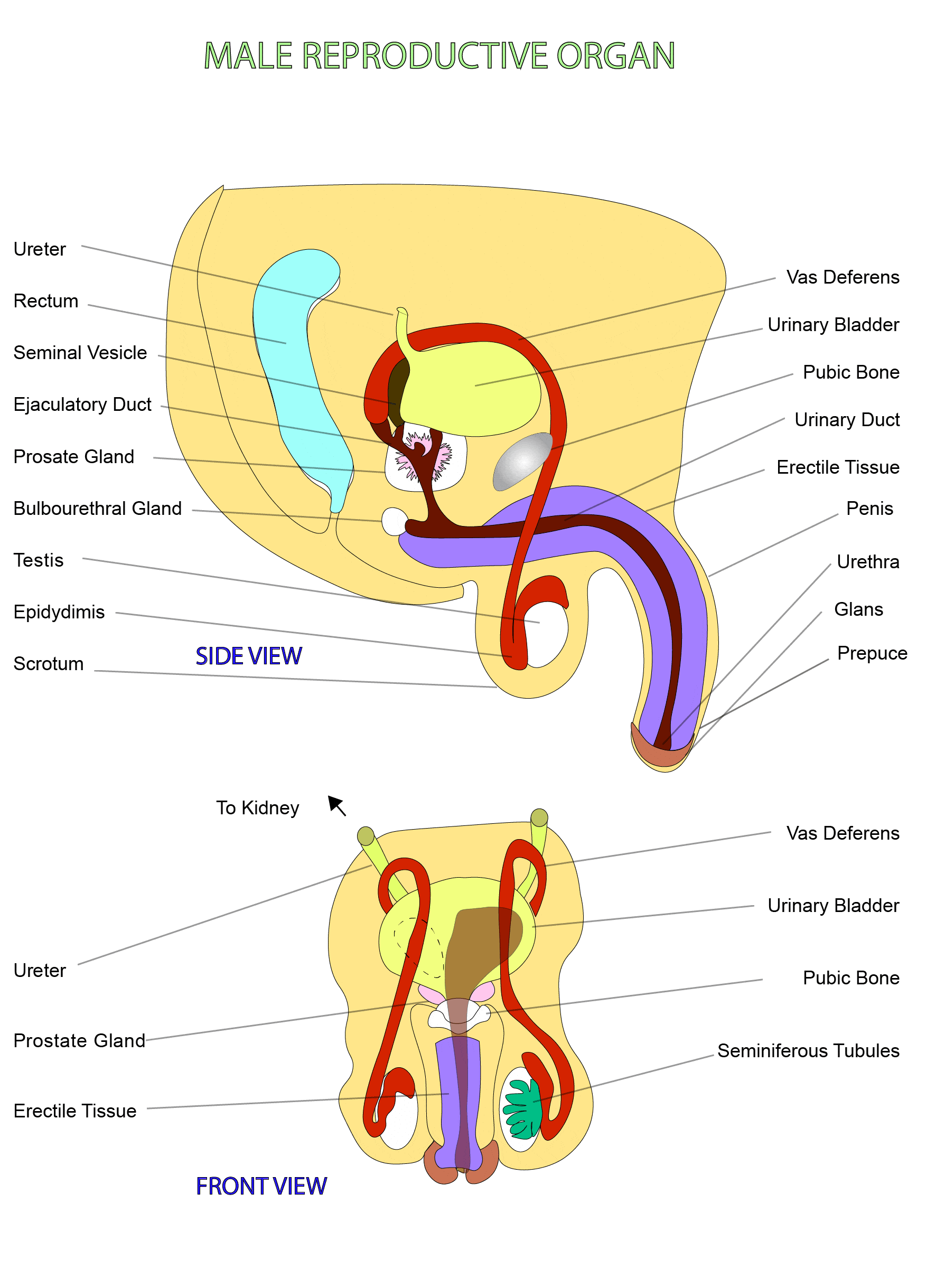Human-Male-Reproductive-System.gif