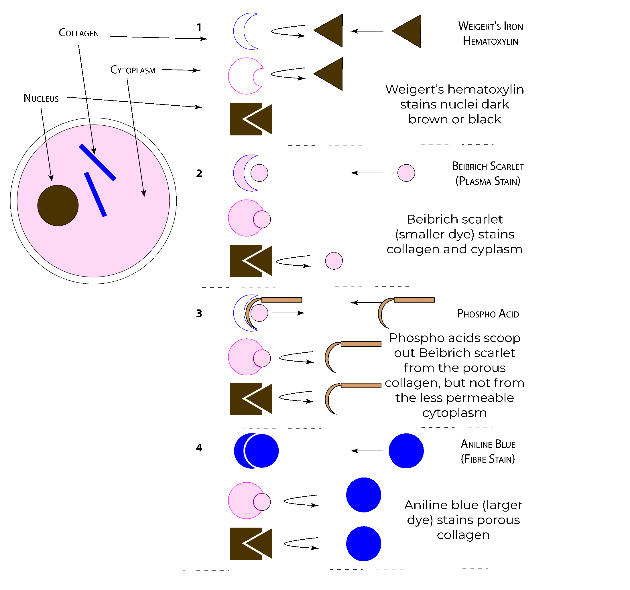 Masson'sTrichromeStain.gif
