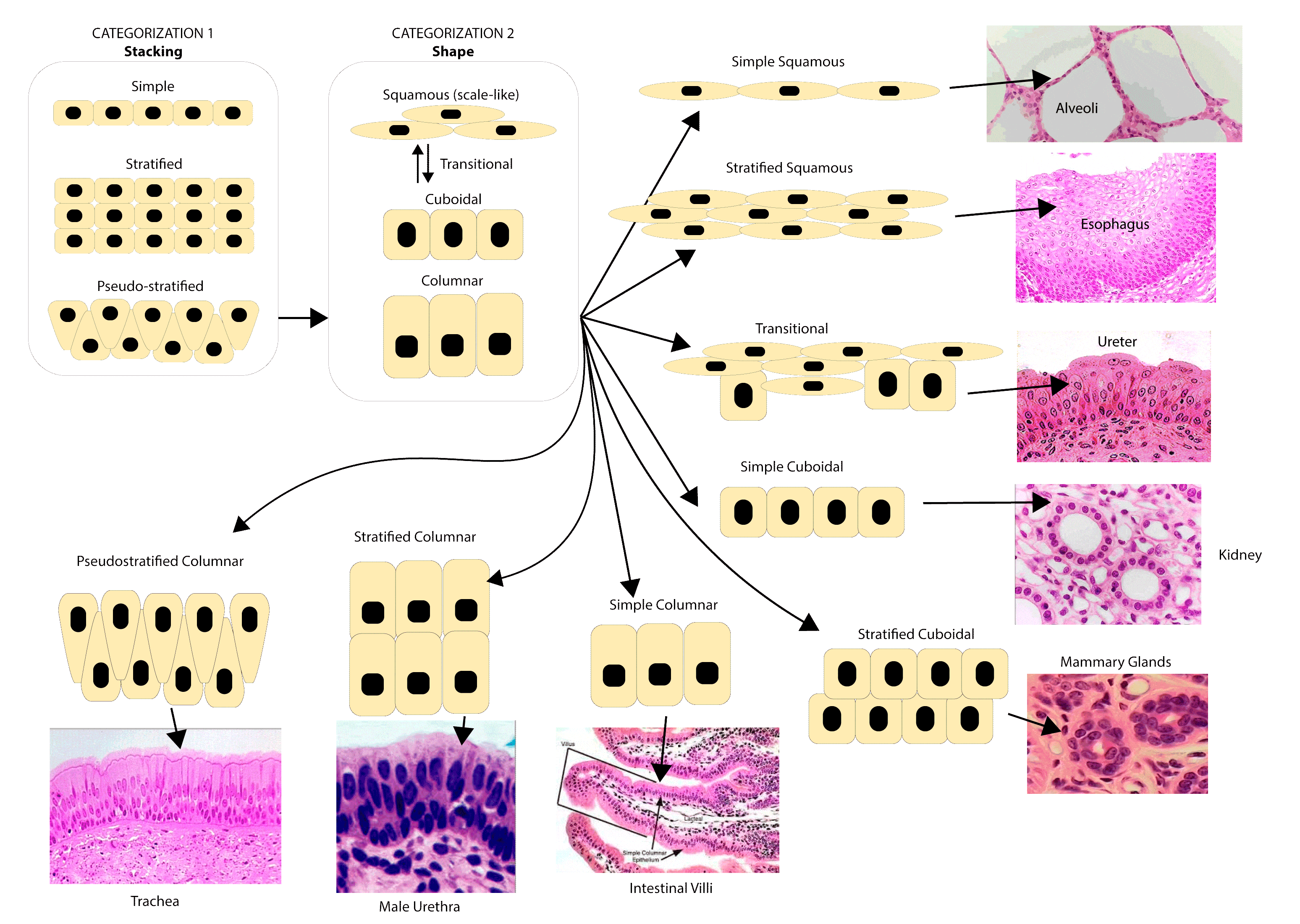 Types of epithelial cells in human body
