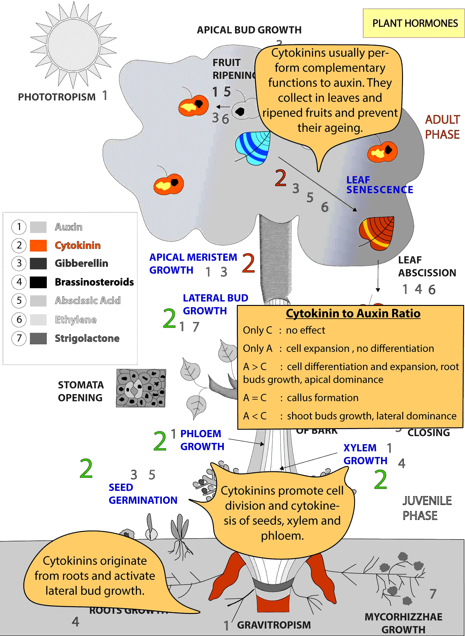 Plant-Hormones-6.gif
