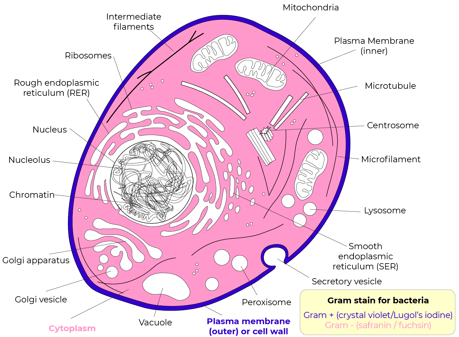 Stains-Gram.gif