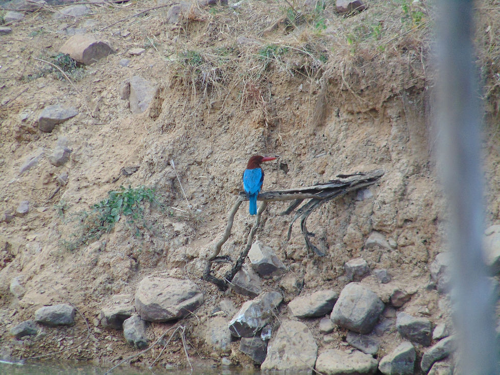 Malachite Kingfisher bird at Tadoba National Park