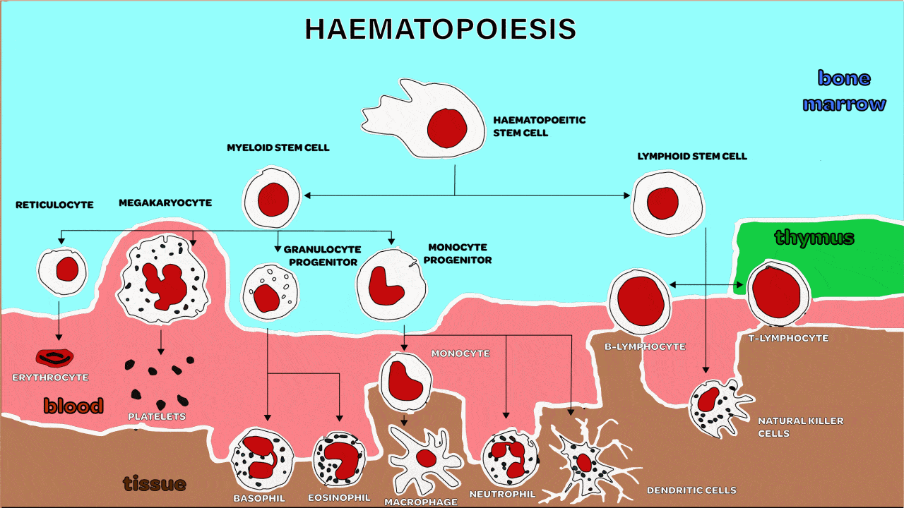 Haematopoiesis thumbnail.gif