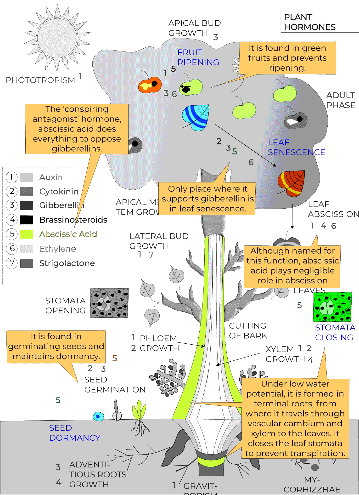 Plant-Hormones-12.gif