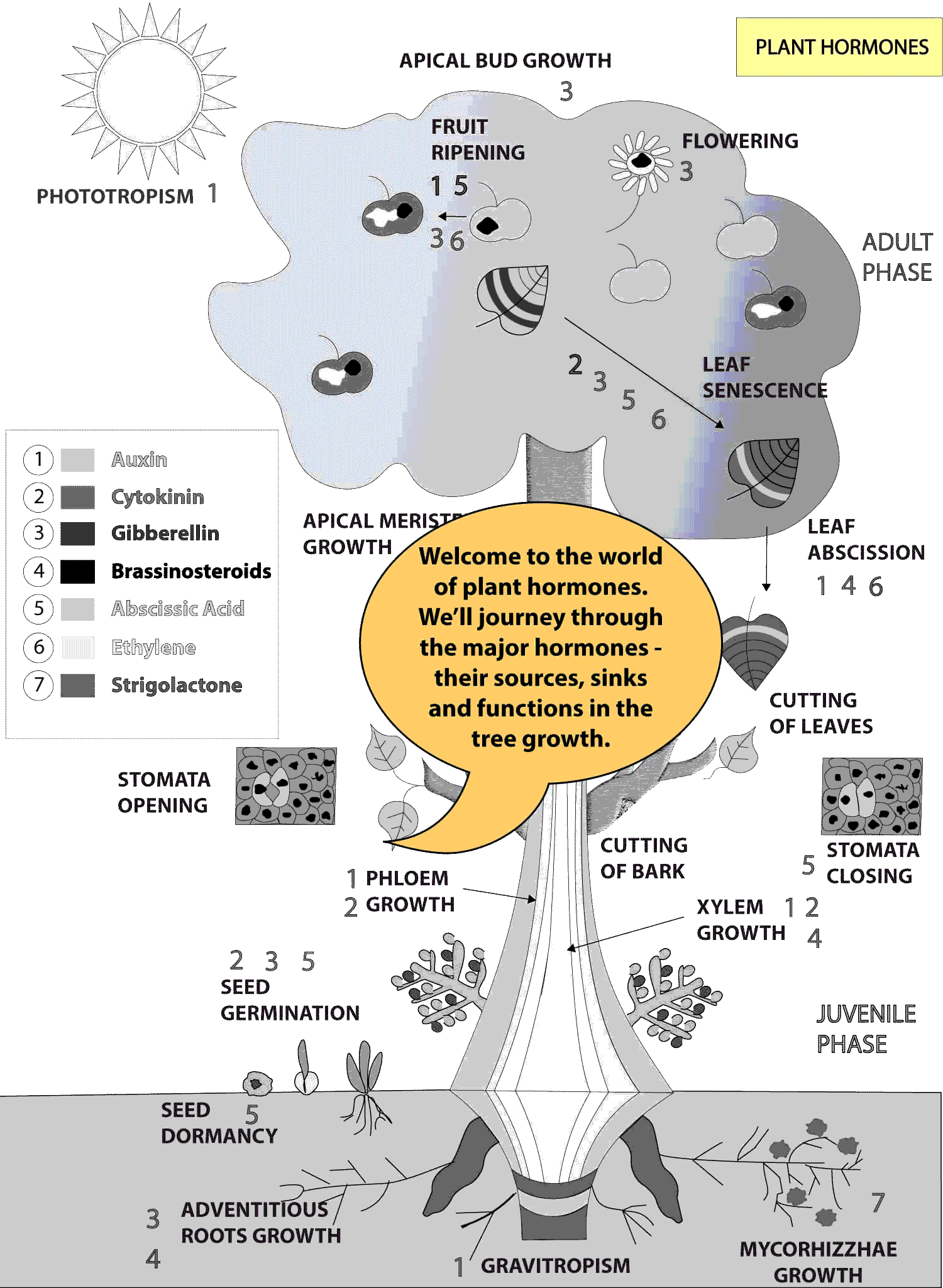 Plant-Hormones-2.gif