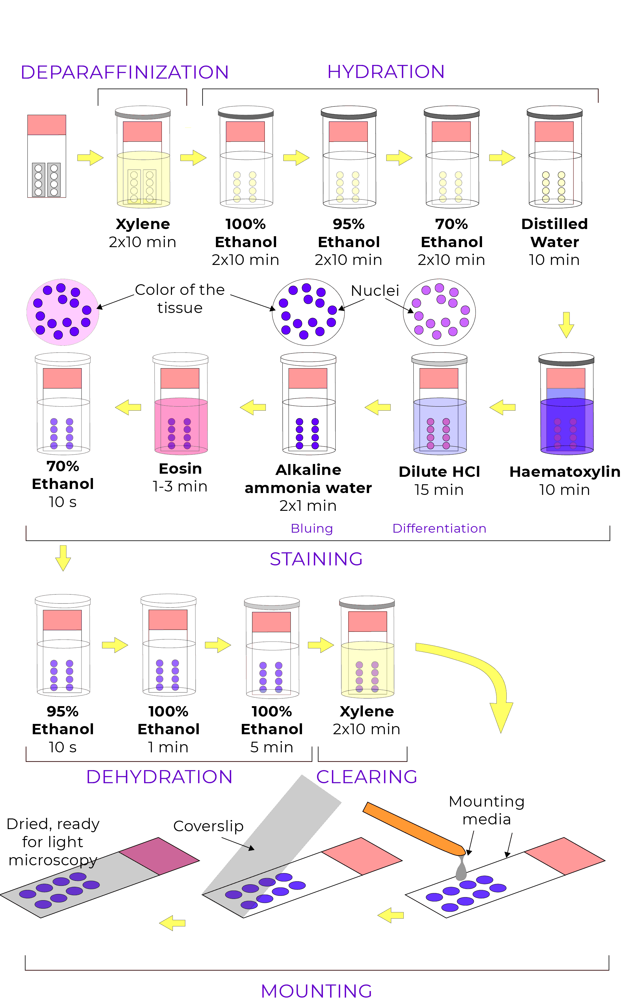 HEStainingProcess.gif