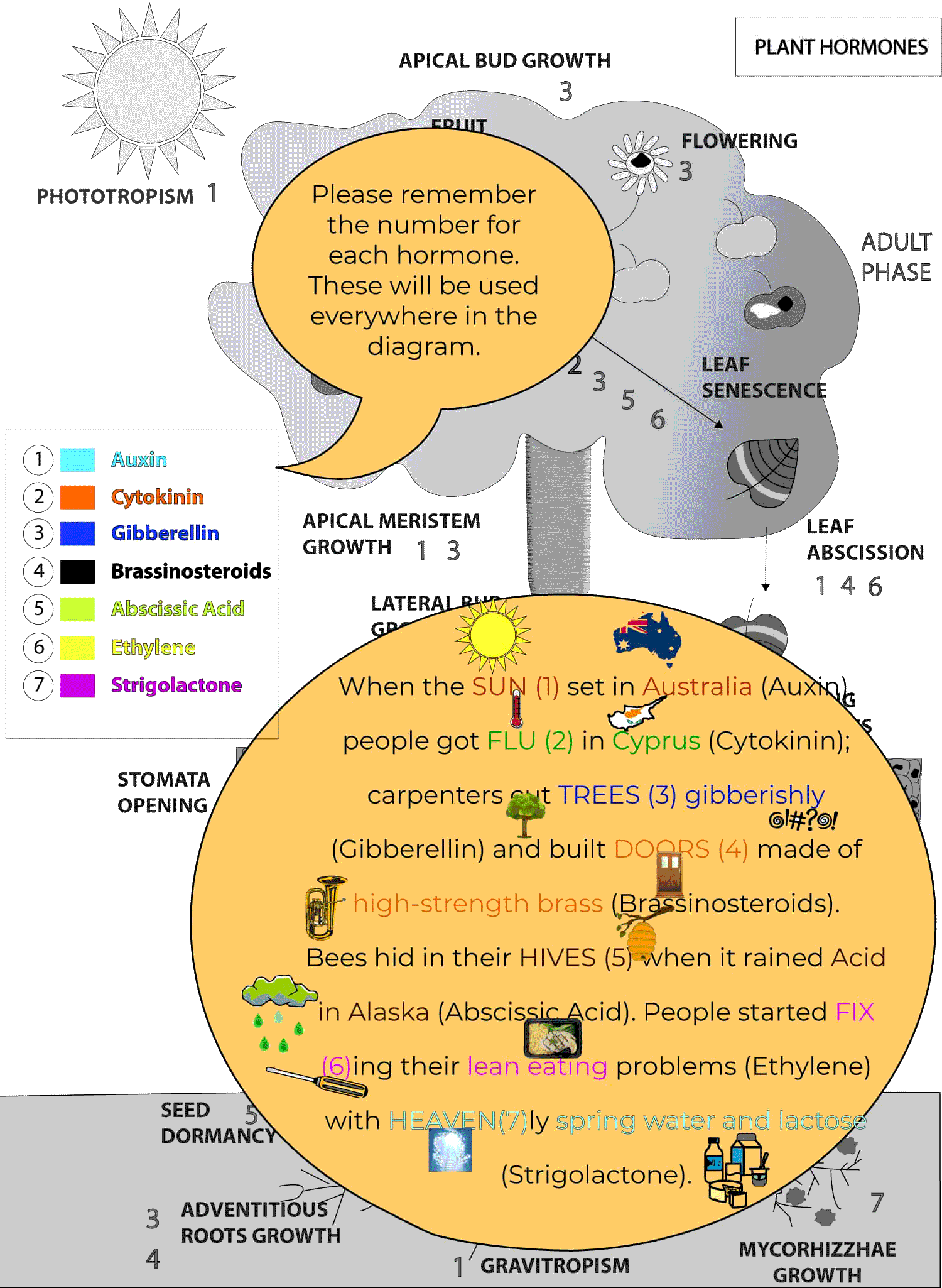 Plant-Hormones-3.gif