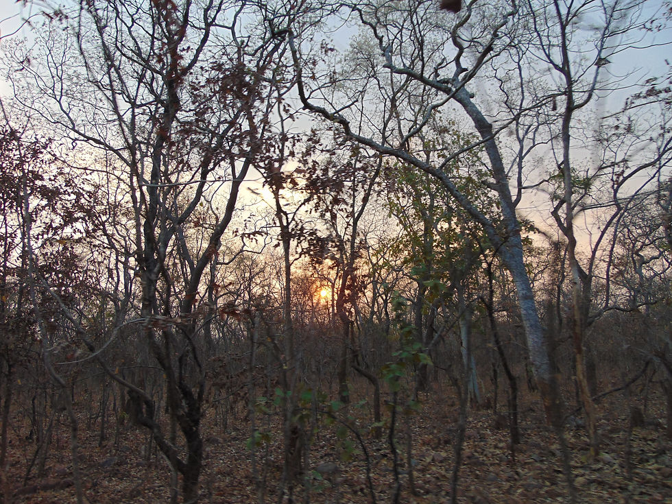 Tadoba National Park around dusk