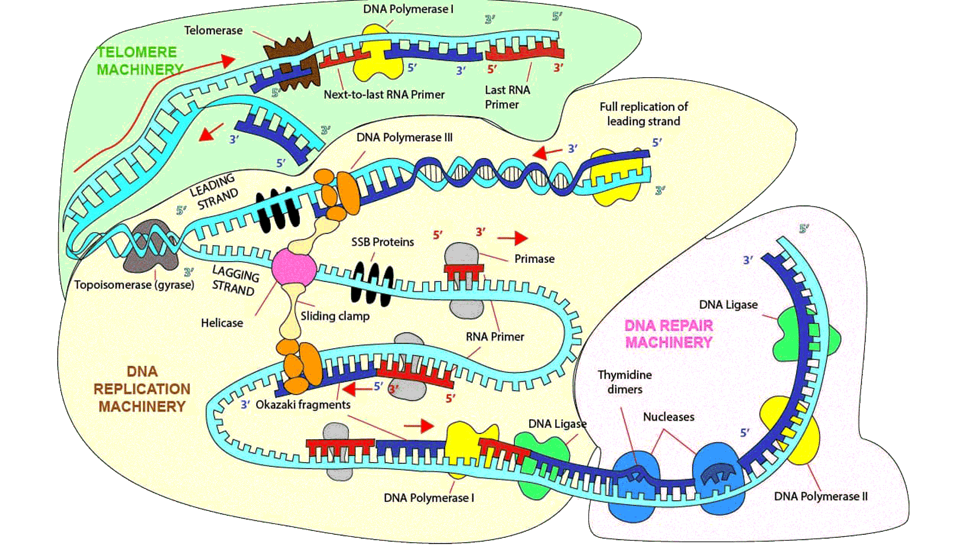 DNA Replication and Repair