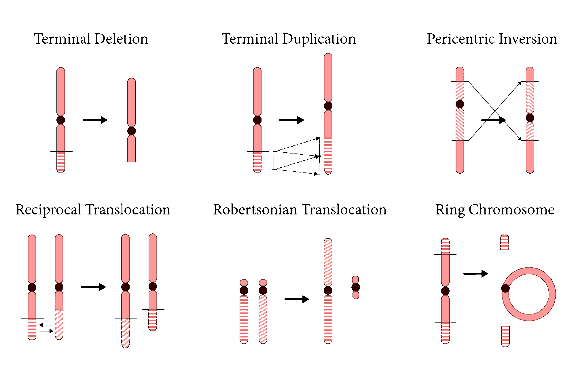 Chromosomal-Abnormalities.gif