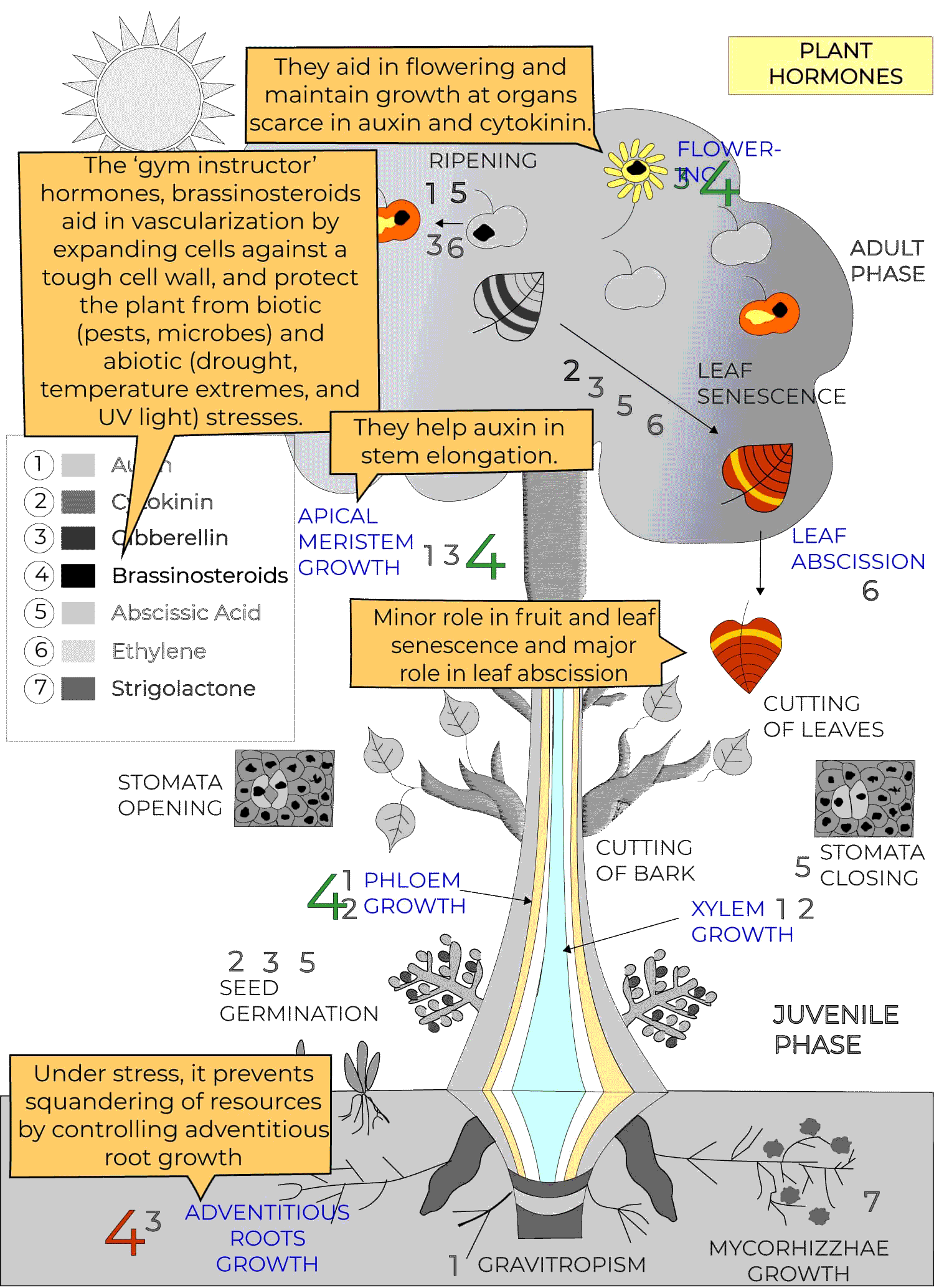 Plant-Hormones-10.gif