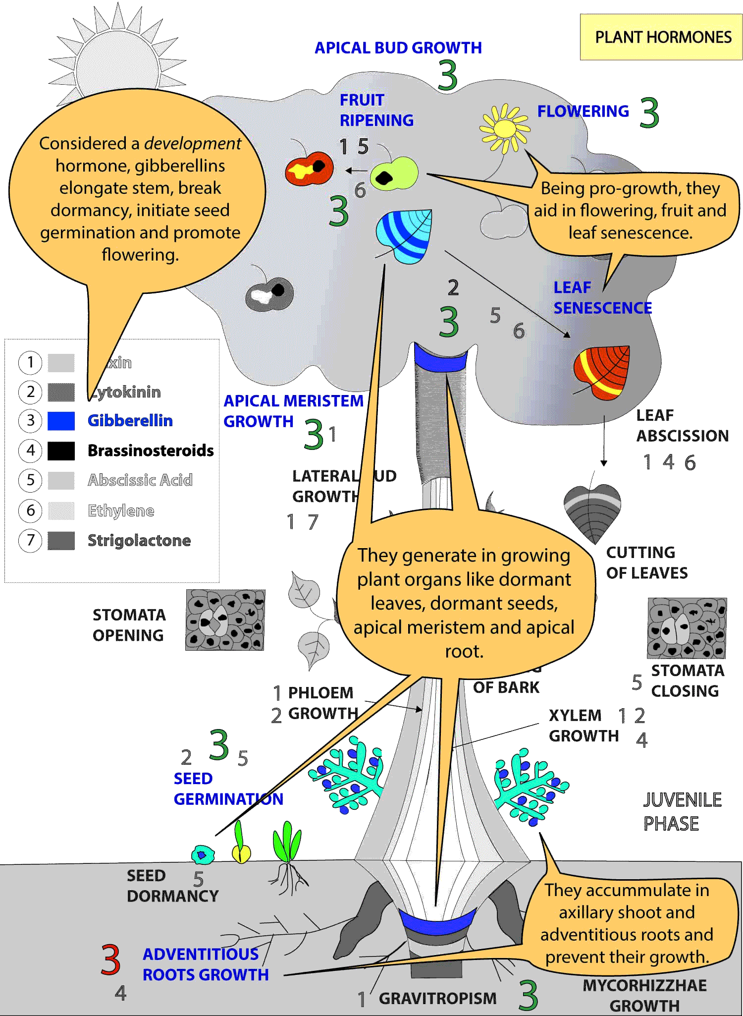 Plant-Hormones-8.gif