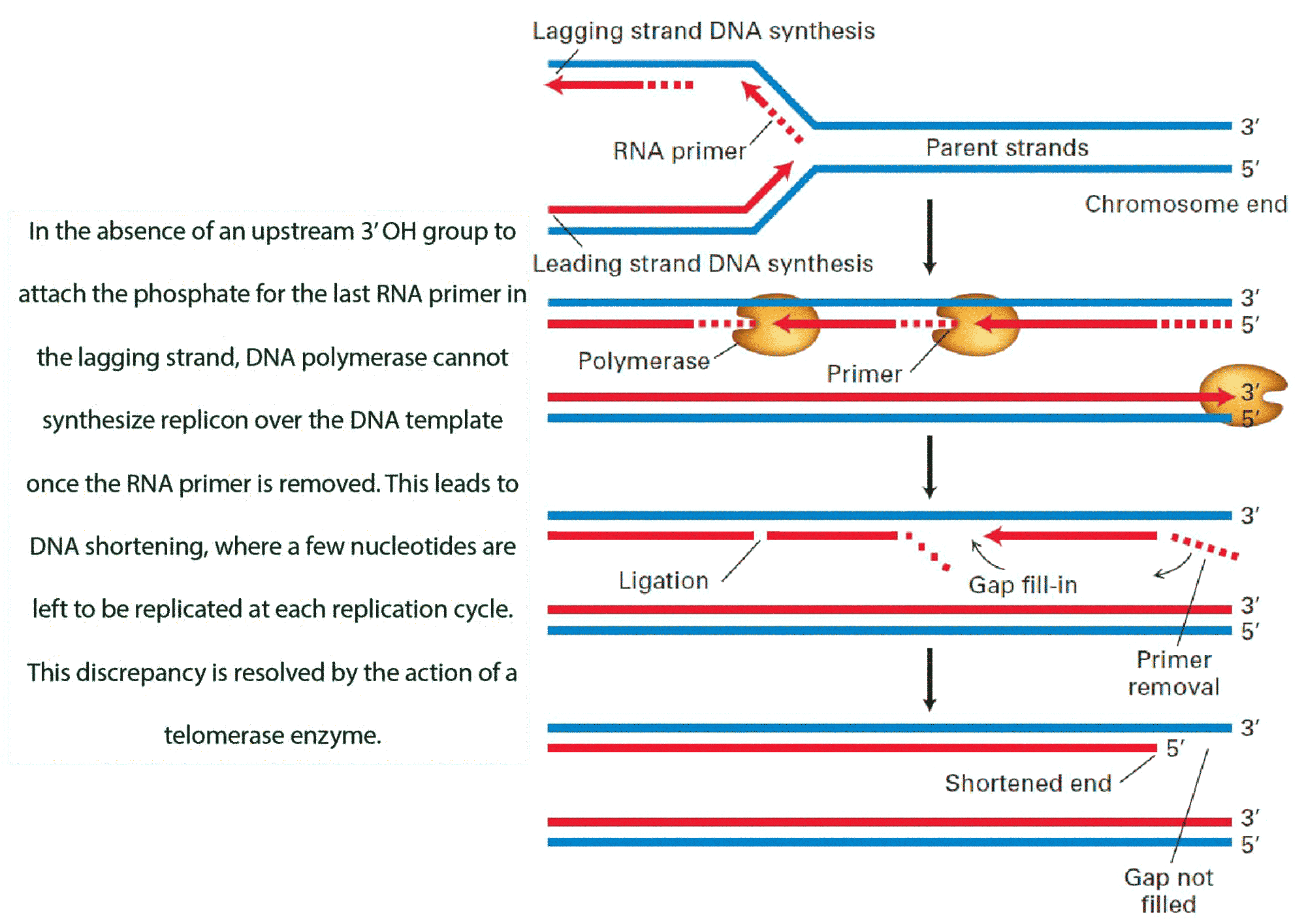 DNA-shortening.gif