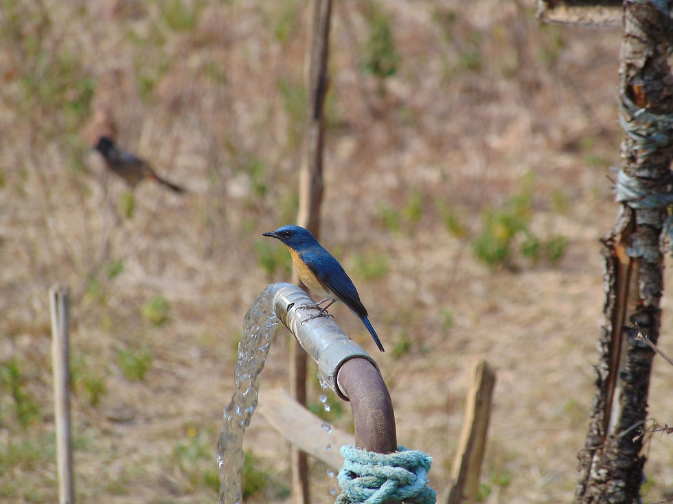 Tickell's blue flycatcher bird at Tadoba National Park
