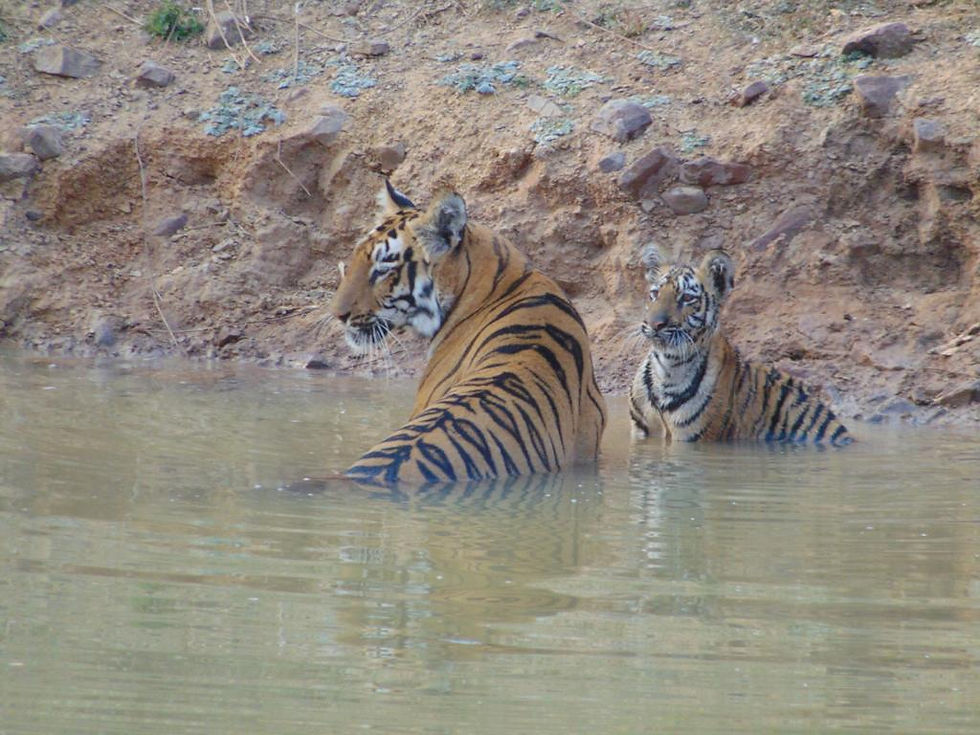 In the Jungle!! The Mighty Jungle!!