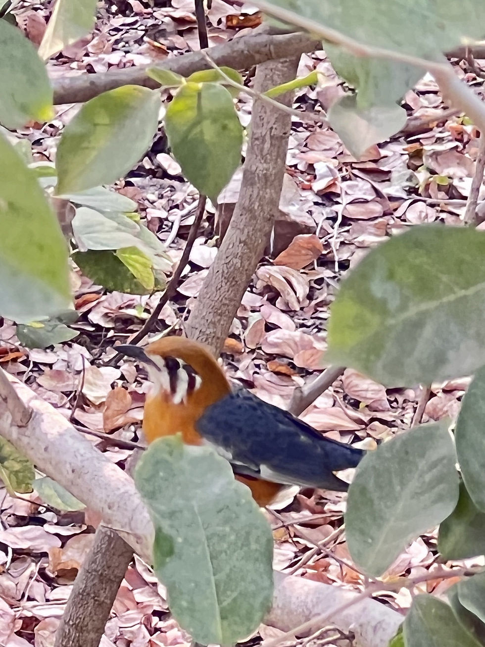 Tawny-bellied Babbler bird at Tadoba National Park