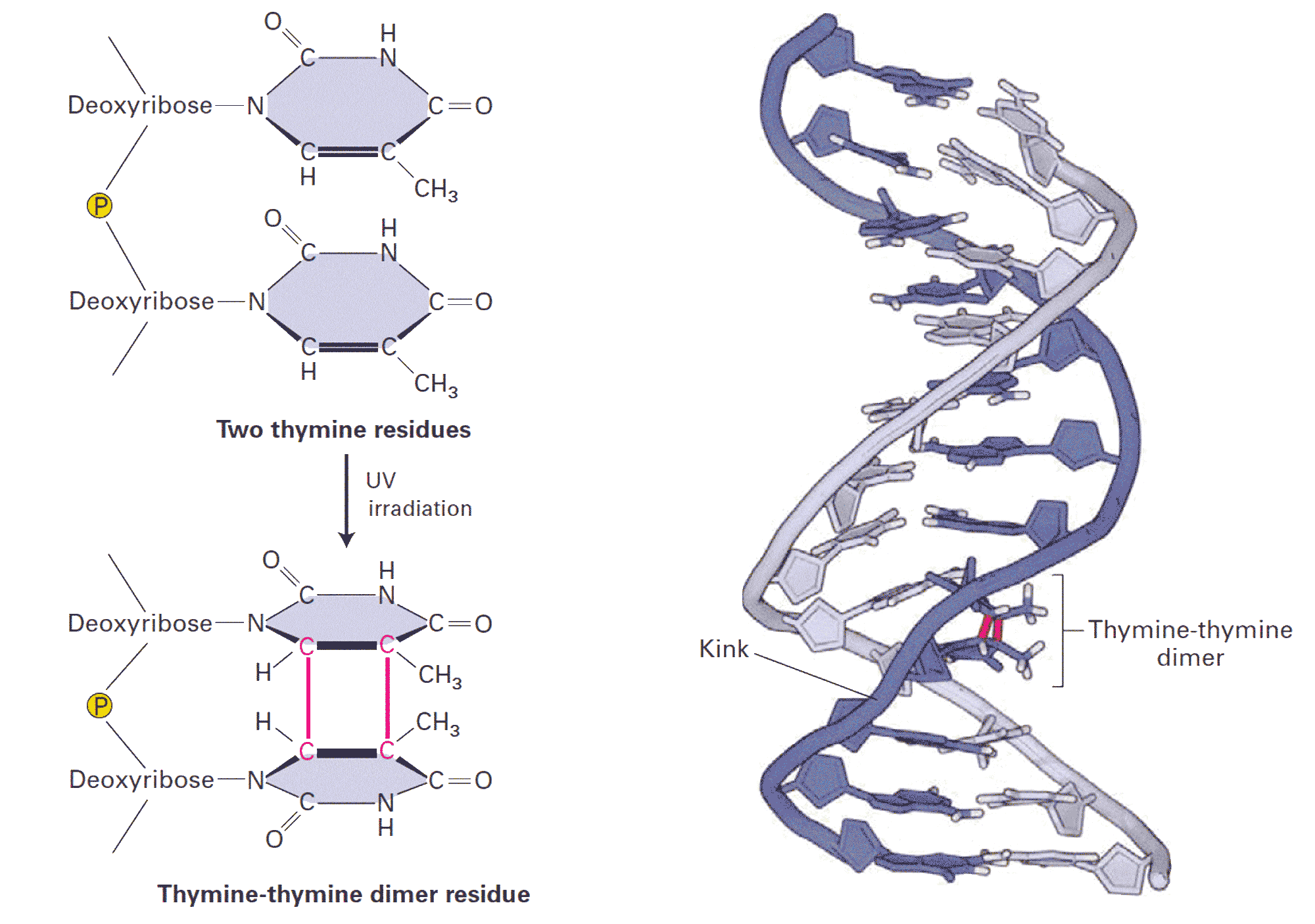 Thymine-thymine-dimer.gif
