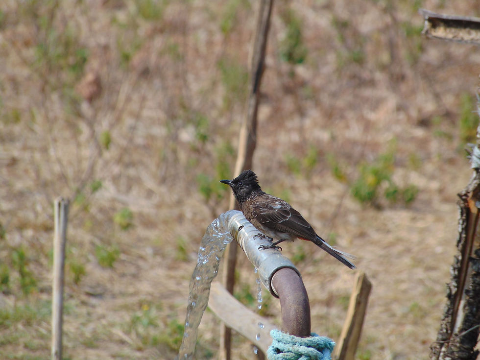 Red-vented Bulbul bird at Tadoba National Park