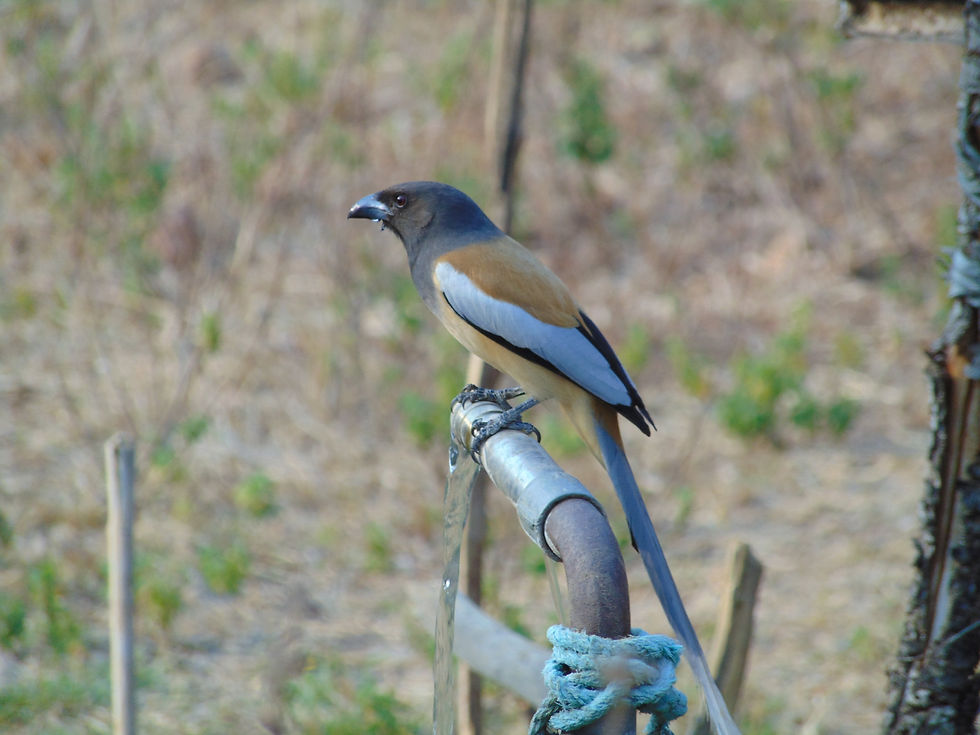 Rufous Treepie bird at Tadoba National Park
