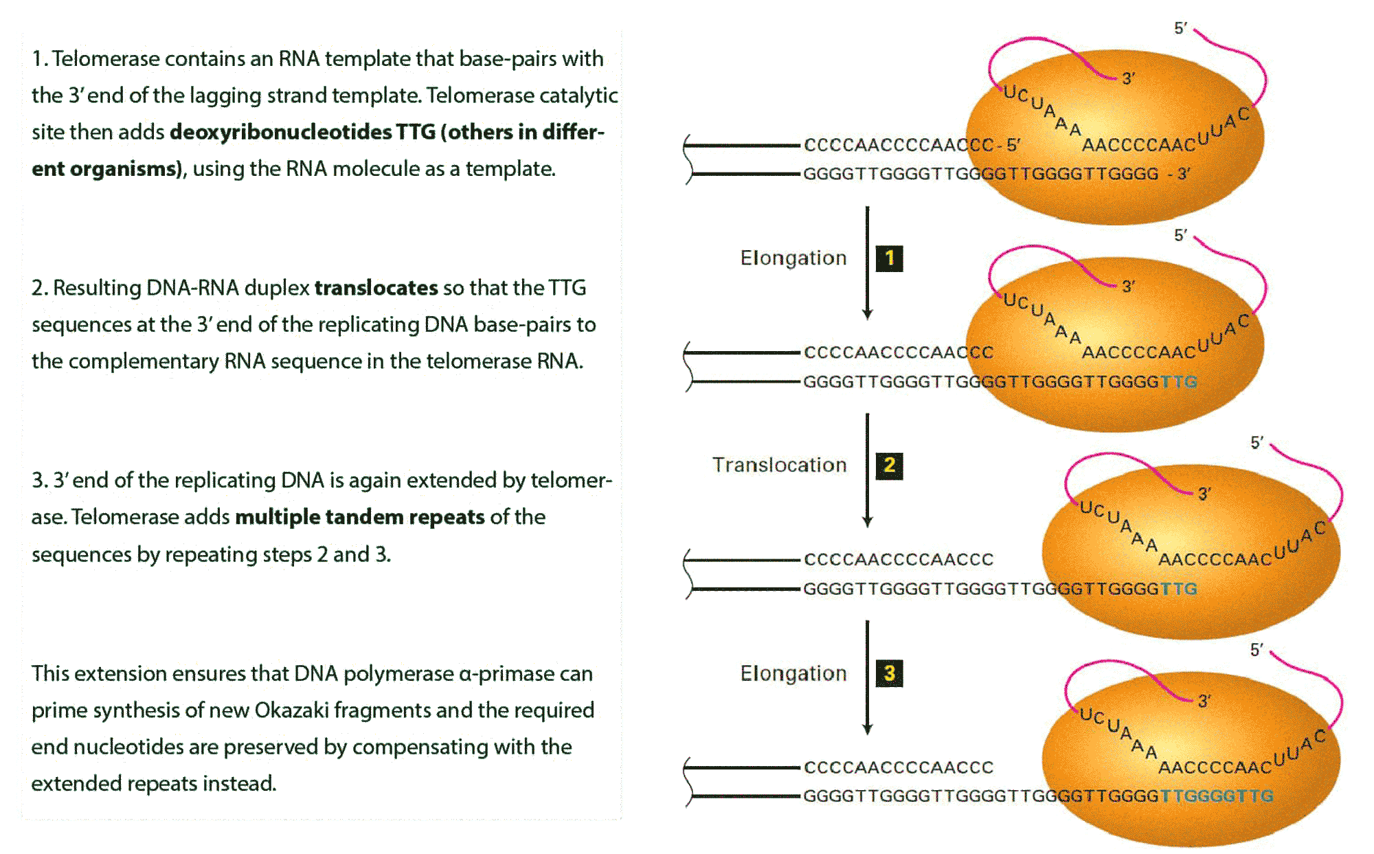 Telomerase-action.gif
