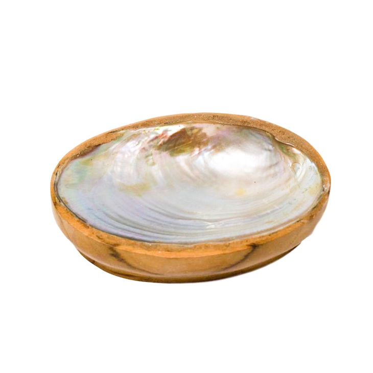 Teak and Shell Dish