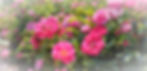 20200626_120328_edited.jpg