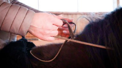 Die feine Hand des Reiters