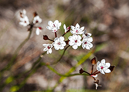 Wildflowers-350x206.png
