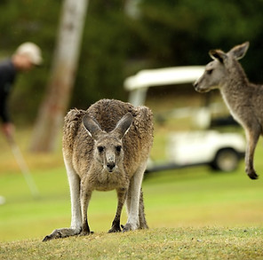 Anglesea Kangaroo_JMP0336-medium.jpg