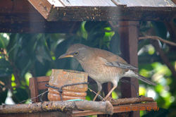 20160228しろはら01