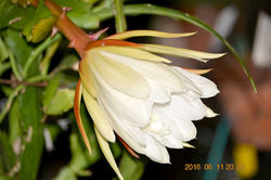 03　16061120月下美人