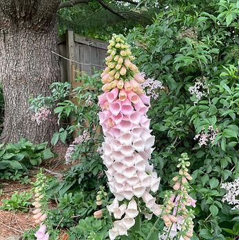 Native perennials quietly support pollinators, birds, soil health, and ecosystem balance. This guide explains why long-lived native plants matter in Mid-Atlantic landscapes.