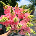 First of Springs Snapdragons