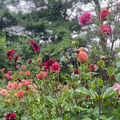 Field of dahlias