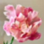 Verona Sunrise Tulip