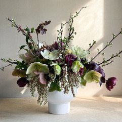 Late winter flowers including hellebores and tulips