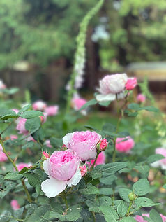 How Flowers Became Seasonal Everywhere Except Where They’re Grown